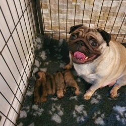 Adopt a dog:Fawn pug puppies/Pug/Male/13 days,Proud to announce Our beautiful Fawn KC Pug Peppa has self whelped an amazing litter of 4 fawn pug babies. 

Peppa is a very laid back, friendly & loving girl. Sire is Rupert who is fawn  & KC. He is a very well natured boy. Absolutely stunning. Sire is health tested clear see photos for all his paperwork 

Rupert is health tested for the following:
PDE - N/N (Clear)
PK deficiency- N/N (Clear)
Patella Subluxation - 0% / 0%
Malignant Hyperthermia - N/N (Clear)
Primary Lens Luxation - N/N (Clear)
HV - Clear

? Kennel club registered 
? Enhanced 5 generation pedigree
? 5 weeks Free Insurance 
? Vet checked 
? Vaccination & Microchipped 
? Routinely wormed & flea treated
? Puppy Information documents
? Socialised (dogs, children 4-12)
? Puppy pad trained
? Crate trained
? Bowl
? Blanket
? Toy
? Puppy food
? Sales contract
? Puppy care information
? Life time advise if needed

Boy1 £2100 reserved 
Boy2 £2100
Boy3 £2100
Boy4 £2100 reserved 

£200 non refundable deposit bank transfer or cash. Rest upon collection. Ready to leave at 8 weeks. From 22nd  March , All come with A puppy pack, vet checked micro chipped first injections kc papers 

Our home has CCTV 24/7  

Thanks any questions just ring or msg ??