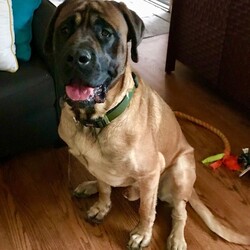 Adopt a dog:Kodak/Mastiff/Male/Young,Meet Kodak, a 1.5 year old, fawn English Mastiff. This young boy is house trained, crate trained, leashed trained and knows basic commands such as sit, stay and lay down. Kodak is smart for his age and does not bark, dig or chew! However, he is still young so free roam while alone is not recommended for this fella. Unfortunately, Kodak had a run in with some neighborhood kiddos, which was a HUGE misunderstanding, but did result in a bite. Kodak was simply trying to protect his pack from what he perceived as a threat, however, it landed him in the local shelter. Prior to his incident, he lived with 6 children and another dog with NO issues! Kodak would love a family who understands his protective nature and is willing to manage the environment and train him to be the well-mannered gentleman he seeks to be. He loves car rides, snuggles and would enjoy another dog in the house to show him the ropes of true refinement. He can jump a 4 ft fence so a 6 ft privacy fence will be necessary. He dearly misses his humans and is sure to grow into a loveable lug...could it be with you?

Giant Breed Experienced Homes Only.

To see the most up to date adoption status of this dog, please visit www.bigdogshugepaws.com
This is just one of hundreds of gentle giants available for adoption at BDHPI! It is best not to get your heart set on any one particular dog upfront because there is no guarantee they will still be available once you are approved or that they are even the right match for your family. Purebred puppies are only eligible for adoption to giant breed experienced homes.