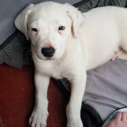 Adopt a dog:Puppies for sale/Irish Wolfhound//Younger Than Six Months,I have a Irish wolfhound x red cattle 6 puppies 1 girls 3 boys very playful likes cuddles and a bit cheeky gets along with my other dog and cat