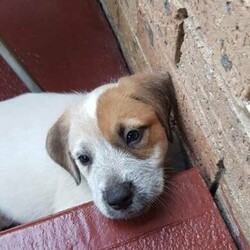 Adopt a dog:Puppies for sale/Irish Wolfhound//Younger Than Six Months,I have a Irish wolfhound x red cattle 6 puppies 1 girls 3 boys very playful likes cuddles and a bit cheeky gets along with my other dog and cat