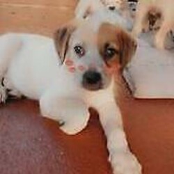 Adopt a dog:Puppies for sale/Irish Wolfhound//Younger Than Six Months,I have a Irish wolfhound x red cattle 6 puppies 1 girls 3 boys very playful likes cuddles and a bit cheeky gets along with my other dog and cat