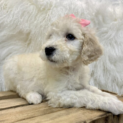 Opal/Poodle/Female/,Introducing Opal! She's a pampered and joyful little girl. Without a doubt, she'll be the favorite of your home in no time. Her favorite hobby other than playtime is spending time with you. When Opal arrives to her new home, she will have a nose to tail vet check and arrive with a current health certificate. Opal is an all-round healthy girl waiting for the perfect family to entertain. Wouldn't you love to have her? She can't wait to love you!