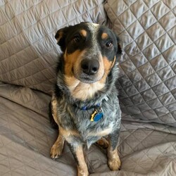 Adopt a dog:Irwin/Australian Cattle Dog / Blue Heeler/Male/Young,Howdy! My name is Irwin, and am about 1 years old, weight 37 lbs, and I am heartworm negative. I would bet I’m the most chill pup you’ll ever meet (other than right before lunchtime, anyways!). The humans I live with say I am sweet as can be, and being around them is my favorite thing ever! They say I’m a very sensitive guy - I love getting pettings, and dream of being the size of a Chihuahua so that I could just live in someone’s lap forever…that would be the most awesomest thing ever! I am crate-trained and housebroken, but sometimes really loud things or scary situations do make me tinkle a little, even though I don’t mean to, I promise! Those loud things can make me very shy and sad, so I would do best in a quiet house where my main concern is how far away I am from my favorite humans! 

Thanks for considering a dog from Texas Cattle Dog Rescue! We place heelers all over the state of Texas.

If you're interested in one of our dogs, please first complete our adoption application. You can download it at www.texascattledogrescue.com/adopt.html. Our standard adoption fee is $250 +tax for adult dogs, $300 +tax for puppies. Our dogs will be spayed or neutered, vaccinated and heartworm tested before going to a new home. We conduct a home visit to help match up the right dog with the right owner. For more information, visit our website www.texascattledogrescue.com.  Email adopt@texascattledogrescue.com if you have questions.