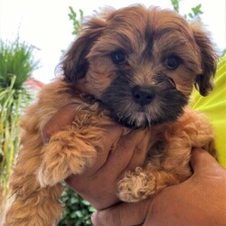tzu maltese