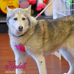Adopt a dog:Kendall (Kindle)/Siberian Husky/Female/Adult,Kendall is about 9 years old.  She is a sweet talkative, calm and curious husky lady who loves going for walks and water.  Kendall is great on a leash and is working on her off-leash skills.  She has great recall and knows some commands.  Kendall can be picky about her dog friends but gets along great with the great dane in her foster home as well as the cows.  Kendall loves to receive pets from her foster family but is not much of a cuddler.  Kendall does not like to be left alone and will bark or howl to let you know.  She does get along with cats and would do best with older kids.