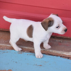 Corey/Jack Russell Terrier/Male/,How can you say no to this baby face? Corey is just as silly as they come. He is always trying to catch your eye with his puppy tricks. He will surely be the talk of your town, and he is just waiting for that perfect family to call his own. Corey will come home to you up to date on his puppy vaccinations and vet checks. Don't let this baby boy pass you by. He will be that perfect, fun-loving addition that you have been looking for.