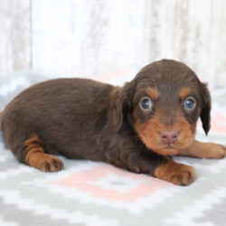Corbin/Dachshund/Male/,Hi! My name is Corbin. I am super cute! I'm also super cuddly and my personality is somewhat bubbly. I'm anxiously waiting for my forever family. Could that be you? I love to play but I can also take a nap with you whenever you want me to. I will come up to date on my vaccinations and vet checked from head to tail. You will just want to have me in your arms all day. Oh! I just can't wait. Make me yours today! My bags are packed and ready to go!