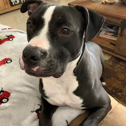 Adopt a dog:Rocky/Pit Bull Terrier/Male/Baby,Rocky is a very sweet, playful boy looking for an active family.  He still has a lot of puppy energy and would do best with older children (10+).  He is a 