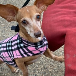 Adopt a dog:Elizabeth Taylor/Chiweenie/Female/Senior,Elizabeth is a 10 yr old 10 lb chiweenie.  Do not let the snow on the roof fool you.  She has hop in her step and loads of fun left.   Elizabeth would be a perfect companion dog.  She is all about her caretaker.   So if you are working from home, want a walking buddy or trying to catch up on some Netflix, she's your girl.   She is loving and social and in her mind would be content to be an only dog.
She is UTD on vaccines, just had dental, spay, microchip and current on heartworm prevention.   She is a little doll.

Requirements:
Available in the DFW area only
Prefer stay/work at home parent
Fenced in backyard
No Large Dogs
Home Visit
Vet Reference

If interested in Elizabeth, please send us inquiry here. Please send only 1.
We require a completed approved application in order to set up a meet
and greet.

Thank you.