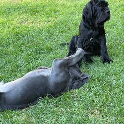 Neapolitan mastiff puppy/Neapolitan Mastiff//Younger Than Six Months,EOIPEDIGREE12 week old male -colour blackMicrochippedRegistration with ANKC