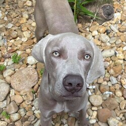 Silver Weimaraner (10 month old male dog puppy)./Weimaraner//Older Than Six Months,Pure bred Weim:Sadly our boy is in need of a new home. He is a super affectionate big pup who loves people. He is 10 months, microchipped, desexed, wormed and vaccinated. He loves playing fetch and cuddles. Good with kids. Toilet trained. He is best suited to an active family. Only those with experience with this breed considered.For further information please contact below.Pick up only, south-east suburbs Melbourne.O