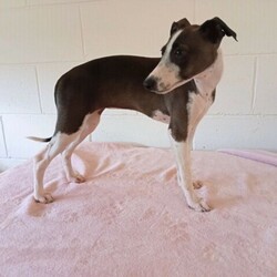Purebred Italian Greyhound Pup/Italian Greyhound//Younger Than Six Months,One gorgoues boy leftBy application only, available from 10/4thPlease contact us via email or message only due to our limited mobile coverageTo approved home only, application process will need to be completed IN FULL prior to being considered.Raised using early neural stimulation and enrichment practicesVolhardt temprement tested to ensure they are placed in only the best circumstances for themFed on premium BlackHawk food and home grown produceCome with 6 weeks complimentary pet insuranceCome with a lifetime health gaurente as well as a no questions asked buy back gaurente for change in circumstancesContinual breeder support for all aspects of canine behaviour and husbandryFacilities, breeding practices, canine health and welfare annually audited by qualified vetsFull registration through RPBA 2026Member of BlackHawk Master Breeder program offering ongoing discountsReferences availableVisiting us, meeting our dogs and viewing their high standard of living highly encouragedVet checked, Microchipped and VaccinatedWormed with drontal puppy syrup at 2,4, 6,8,10 weeksAvailable at 10 weeks for local families with drive time no greater than 5 hours or 12 weeks for interstate transport with limitations on mode of travel and distance