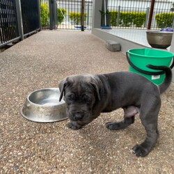 Adopt a dog:Neo mastiff pups/Neapolitan Mastiff//Younger Than Six Months,Neapolitan mastiff pups. 2 males. Photos 1-4 are the pure blue boy and photos 5-8 is the blue with brindle colouring. Will be fully vaccinated and wormed with health checkBIN 0007931738331RPBA 3831