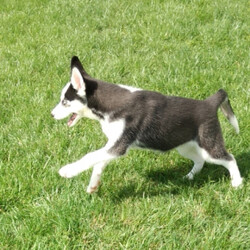 Baxter/Siberian Husky/Male/,Meet Baxter! This gorgeous boy is ready to make you his new best friend. Baxter is full of energy and spunk, and can't wait to come home to you for belly rubs. He's always ready to play and hopes you are too! He will be up to date on his vaccinations and pre-spoiled before coming to his new home. Make Baxter part of your family today; you'll be glad you did!