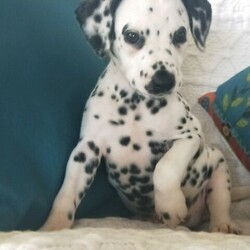 Dalmatian Puppies/Dalmatian//Younger Than Six Months,We have 4 Purebred Dalmatian female puppies available ready for their forever new homes now. BIN0001399589476We are Fully Accredited and Vet Audited Dog Breeders in accordance with the requirements in the Code of Practice for the Operation of Breeding and Rearing Businesses (Revision 1) Noosa Shire Council Registered Number AAP20/0008.Responsible Pet Breeder Australia Member 1643. Orivet Member 49141Our dogs are part of the family and we are fortunate enough to have time and space here to breed the occasional litter. The pups are played with by our grandchildren and enjoy the experience of being involved in daily life. We own both parent dogs and are here for you to meet.Both parents have had full DNA profiles completed which were conducted by our Vet through Orivet and available for viewing.Our pups come with a Breeder Declaration and Guarantee, Full Health and Hearing test completed at 6 weeks of age and Microchip.Both parents were obtained from Fully Accredited Breeders and have awesome temperaments and health, making these pups a great choice for a family dog.Girls- 2 Black Spot 2 Chocolate SpotOther pups in the litter sold to people on our waiting listWe will only sell our pups to genuine forever homes; people who can establish they understand the commitment a new dog will bring.We also offer a puppy care package, desexing voucher and ongoing support once your pup goes home. While many people may be working from home and have time now, please bear in mind a young dog of any breed requires training and long-term commitment.Pups are wormed at 2, 4, 6 and 8 wks of age.Strict Biosecurity is in place to protect our puppies and with the recent Covid situation safe distancing measures are in place here to protect us.You are welcome to call or SMS us but we will not rely on emails as we like to speak with potential new owners. Our puppies are special to us and we are careful about choosing homes for them. Once we have established suitability, we can send more pictures of individual puppies and keep you updated as they grow.While our dogs come from Pedigree Dalmatians, we will only sell our pups to families as pets, as we believe this is the best long-term life for any dog.