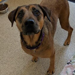 Patty Wylie/Retriever/Female/Adult Adopt a dog:Patty Wylie/Retriever/Female/Adult,Hello I am Patty! I came in with my sister Sandy and both of us had little human interaction before coming here. Like my sister, I am shy because I am still getting use to people. Too much chaos does scare me, but if you come up to me slowly, talk to me and pet me, I will know I can trust you and I will feel at ease. I'd need a patient and loving home to guide me to my full potential. I am pretty lazy, and love lounging around, so it would be cool to find a family who could do that with me!