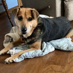 Molly/Mixed Breed/Female/Adult Adopt a dog:Molly/Mixed Breed/Female/Adult,Hi, I'm Molly! I am a sweet, shy girl, but once I am comfortable I love being with you. New things and loud noises are scary to me and I tend to shut down. Being on a leash makes me nervous, so a house with a fence is required. I am house trained and will let you know when I need to go out. I am living with cats and I ignore them. Young kids would be too much for me right now but I do great with the older kids in my house. If you are looking for a quiet, sweet girl who loves being with her favorite people, then I am the girl for you.
If interested in meeting me, please apply at: AHeinz57.com