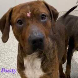 Dusty Lawler/Pit Bull Terrier/Male/Adult Adopt a dog:Dusty Lawler/Pit Bull Terrier/Male/Adult,