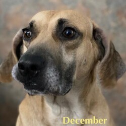 December/Anatolian Shepherd/Female/Adult Adopt a dog:December/Anatolian Shepherd/Female/Adult,