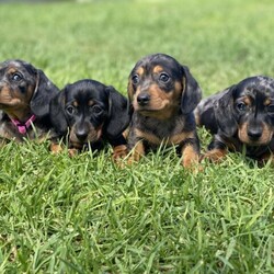 dachshund dachshunds