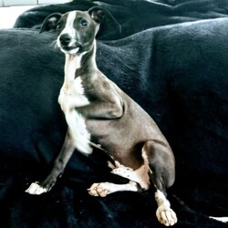 Purebred Italian Greyhound Pup/Italian Greyhound//Younger Than Six Months,One gorgoues boy leftBy application only, available from 10/4thPlease contact us via email or message only due to our limited mobile coverageTo approved home only, application process will need to be completed IN FULL prior to being considered.Raised using early neural stimulation and enrichment practicesVolhardt temprement tested to ensure they are placed in only the best circumstances for themFed on premium BlackHawk food and home grown produceCome with 6 weeks complimentary pet insuranceCome with a lifetime health gaurente as well as a no questions asked buy back gaurente for change in circumstancesContinual breeder support for all aspects of canine behaviour and husbandryFacilities, breeding practices, canine health and welfare annually audited by qualified vetsFull registration through RPBA 2026Member of BlackHawk Master Breeder program offering ongoing discountsReferences availableVisiting us, meeting our dogs and viewing their high standard of living highly encouragedVet checked, Microchipped and VaccinatedWormed with drontal puppy syrup at 2,4, 6,8,10 weeksAvailable at 10 weeks for local families with drive time no greater than 5 hours or 12 weeks for interstate transport with limitations on mode of travel and distance