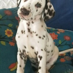 Dalmatian Puppies/Dalmatian//Younger Than Six Months,We have 4 Purebred Dalmatian female puppies available ready for their forever new homes now. BIN0001399589476We are Fully Accredited and Vet Audited Dog Breeders in accordance with the requirements in the Code of Practice for the Operation of Breeding and Rearing Businesses (Revision 1) Noosa Shire Council Registered Number AAP20/0008.Responsible Pet Breeder Australia Member 1643. Orivet Member 49141Our dogs are part of the family and we are fortunate enough to have time and space here to breed the occasional litter. The pups are played with by our grandchildren and enjoy the experience of being involved in daily life. We own both parent dogs and are here for you to meet.Both parents have had full DNA profiles completed which were conducted by our Vet through Orivet and available for viewing.Our pups come with a Breeder Declaration and Guarantee, Full Health and Hearing test completed at 6 weeks of age and Microchip.Both parents were obtained from Fully Accredited Breeders and have awesome temperaments and health, making these pups a great choice for a family dog.Girls- 2 Black Spot 2 Chocolate SpotOther pups in the litter sold to people on our waiting listWe will only sell our pups to genuine forever homes; people who can establish they understand the commitment a new dog will bring.We also offer a puppy care package, desexing voucher and ongoing support once your pup goes home. While many people may be working from home and have time now, please bear in mind a young dog of any breed requires training and long-term commitment.Pups are wormed at 2, 4, 6 and 8 wks of age.Strict Biosecurity is in place to protect our puppies and with the recent Covid situation safe distancing measures are in place here to protect us.You are welcome to call or SMS us but we will not rely on emails as we like to speak with potential new owners. Our puppies are special to us and we are careful about choosing homes for them. Once we have established suitability, we can send more pictures of individual puppies and keep you updated as they grow.While our dogs come from Pedigree Dalmatians, we will only sell our pups to families as pets, as we believe this is the best long-term life for any dog.