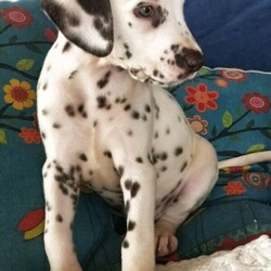 Dalmatian Puppies/Dalmatian//Younger Than Six Months,We have 4 Purebred Dalmatian female puppies available ready for their forever new homes now. BIN0001399589476We are Fully Accredited and Vet Audited Dog Breeders in accordance with the requirements in the Code of Practice for the Operation of Breeding and Rearing Businesses (Revision 1) Noosa Shire Council Registered Number AAP20/0008.Responsible Pet Breeder Australia Member 1643. Orivet Member 49141Our dogs are part of the family and we are fortunate enough to have time and space here to breed the occasional litter. The pups are played with by our grandchildren and enjoy the experience of being involved in daily life. We own both parent dogs and are here for you to meet.Both parents have had full DNA profiles completed which were conducted by our Vet through Orivet and available for viewing.Our pups come with a Breeder Declaration and Guarantee, Full Health and Hearing test completed at 6 weeks of age and Microchip.Both parents were obtained from Fully Accredited Breeders and have awesome temperaments and health, making these pups a great choice for a family dog.Girls- 2 Black Spot 2 Chocolate SpotOther pups in the litter sold to people on our waiting listWe will only sell our pups to genuine forever homes; people who can establish they understand the commitment a new dog will bring.We also offer a puppy care package, desexing voucher and ongoing support once your pup goes home. While many people may be working from home and have time now, please bear in mind a young dog of any breed requires training and long-term commitment.Pups are wormed at 2, 4, 6 and 8 wks of age.Strict Biosecurity is in place to protect our puppies and with the recent Covid situation safe distancing measures are in place here to protect us.You are welcome to call or SMS us but we will not rely on emails as we like to speak with potential new owners. Our puppies are special to us and we are careful about choosing homes for them. Once we have established suitability, we can send more pictures of individual puppies and keep you updated as they grow.While our dogs come from Pedigree Dalmatians, we will only sell our pups to families as pets, as we believe this is the best long-term life for any dog.