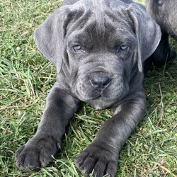 Adopt a dog:Neapolitan Mastiff puppies 9 weeks old and 2 boys and 2 girls /Neapolitan Mastiff//Younger Than Six Months,** 2 boys and 2 girls are still available**9 x beautiful Neapolitan Mastiff puppies5 boys and 4 girls.Mum is Blue Brindle and Dad is blue. Both parents a great family pets and protectors.Both parents were purchased as pure breeds but do not have pedigree papers.All puppies are Blue with minimal brindle markings.Puppies have been raised on a premium dog food and wormed every 2 weeks since birth.They come vet checked, vaccinated and microchipped.991003001343838991003001343839991003001343840991003001343841991003001343842991003001343843991003001343844991003001343845991003001343846The Neapolitan Mastiff was developed in southern Italy as a family and guard dog. Today this massive breed is known as a gentle giant.Neapolitan Mastiffs may not be the best choice for novice dog parents or apartment dwellers. Their massive size means they need space and confident training to thrive. However, if you can handle their needs and a bit of drool, you’ll find an affectionate, loyal companion who loves the whole family!While their appearance is unnerving, looks are deceiving. The Neo, as they're often nicknamed, has a reputation for being an affectionate 80kg lapdog. This is a constant guardian with an intimidating stare that they direct toward strangers, but they're far from being a fighting dog. Steady and loyal, their primary goal is to be with their people. They'll defend them with ferocity if need be, but they're typically not aggressive without reason.These little puppies will make a perfect companion for any family.Register breeder number: RPBA 1274
