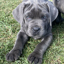 Neapolitan Mastiff puppies 8 weeks old and ready to go./Neapolitan Mastiff//Younger Than Six Months,9 x beautiful Neapolitan Mastiff puppies5 boys and 4 girls.Mum is Blue Brindle and Dad is blue. Both parents a great family pets and protectors.Both parents were purchased as pure breeds but do not have pedigree papers.All puppies are Blue with minimal brindle markings.Puppies have been raised on a premium dog food and wormed every 2 weeks since birth.They come vet checked, vaccinated and microchipped.991003001343838991003001343839991003001343840991003001343841991003001343842991003001343843991003001343844991003001343845991003001343846The Neapolitan Mastiff was developed in southern Italy as a family and guard dog. Today this massive breed is known as a gentle giant.Neapolitan Mastiffs may not be the best choice for novice dog parents or apartment dwellers. Their massive size means they need space and confident training to thrive. However, if you can handle their needs and a bit of drool, you’ll find an affectionate, loyal companion who loves the whole family!While their appearance is unnerving, looks are deceiving. The Neo, as they're often nicknamed, has a reputation for being an affectionate 80kg lapdog. This is a constant guardian with an intimidating stare that they direct toward strangers, but they're far from being a fighting dog. Steady and loyal, their primary goal is to be with their people. They'll defend them with ferocity if need be, but they're typically not aggressive without reason.These little puppies will make a perfect companion for any family.Register breeder number: RPBA 1274