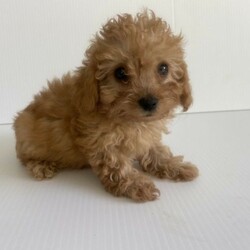 Toy mini red cavoodles///Younger Than Six Months,We have 5 beautiful Toy Cavoodle Puppies left for sale. We have only 2 females and 3 Males available. The Cavoodle is a lovely, smart and playful breed, they are great with Kids. This breed is very clever and picks up on training very quickly. Our Puppies are Vet health checked, microchipped and vaccinated with a health record booklet. The puppies are also medicated with Drontal against worms etc. The puppies are over 8 weeks old and are ready to go to their new homes.For any inquiries please call or txt ******9847 REVEAL_DETAILS Breeder identification number: BIN0006247927260RPBA: 2884Breeder organisation.