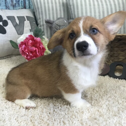 Brooke/Pembroke Welsh Corgi/Female/,Meet Brooke. She is a sure to be the star of your home. She has a great look, so she will be sure to turn heads. Brooke is quite the lover too, so be ready to be showered in puppy kisses because she is not afraid to give them out! Whether snuggling up on the couch or romping around out in the yard, you'll always love having this sweetheart by your side. So what are you waiting for? Make your dreams come true and call about her now!