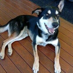 Kelpie X for rehoming/Australian Kelpie//Older Than Six Months,Our beautiful boy just wants lots of walks / runs, pats and loving attention.Has a great personality with a big smiley face.He needs to be the only dogHe is going on 4 years old has been micro chipped ,desexed , vaccinated , just had flea tick and worm for this month, vaccinated for Kennel Cough etc.Whistle trained and recalls, good on lead and/or with muzzle, command trained to sit, hi five/shake, down, wait, happy to be on a chain or caged. He is not social with other dogs he doesn't trust other dogs and could have a go at them (he has come a long way in a few months and needs more training in this area).Reason for rehoming is we have an older quiet Kelpie who doesn't play and he is making her life miserable because of his energy. He demands all the attention from humans and plays rough and occasionally snappy with her which has led to her being anxious and avoiding him.Requires a large fenced yard and ideally the ONLY pet in the household. Loves all people and just wants cuddles and pats. Mainly been an outside dog.
