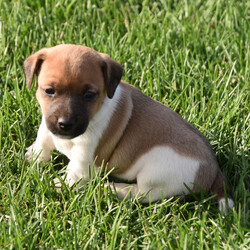 Ringo/Jack Russell Terrier/Male/,Meet Ringo! He is as handsome and loving as they come. Ringo will be sure to win your heart over with just one look. This little pup is always up for anything. He loves to play with toys. When he is all done with playtime, he will be the first one to curl right up to you for a good, old afternoon nap. Ringo will be coming home to you up to date on his vaccinations and will have a full head to tail checkup. Don't miss out on this lovable, handsome boy. He will surely be the perfect puppy addition to your family!