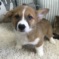 Brooke/Pembroke Welsh Corgi/Female/,Meet Brooke. She is a sure to be the star of your home. She has a great look, so she will be sure to turn heads. Brooke is quite the lover too, so be ready to be showered in puppy kisses because she is not afraid to give them out! Whether snuggling up on the couch or romping around out in the yard, you'll always love having this sweetheart by your side. So what are you waiting for? Make your dreams come true and call about her now!