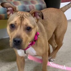 Adopt a dog:Smooch/Pit Bull Terrier/Female/Adult,Smooch is a 1 year old Pit Mix who is just a ball of energy! She would love a home that has a family to play with her all day long! She would do best with a fenced in yard or someone who is very active. She loves to run and play nonstop. She is a puppy so training classes would be great for her!