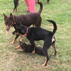 Kelpie Pups/Australian Kelpie//Younger Than Six Months,16 week old black and tan kelpie pups ready for sale. 3 F & 3 MThese pups have been raised on the farm. Both parents are excellent working dogs and are lovely natured.All pups are vaccinated and microchipped.Microchip Numbers:95301 000 498 546595301 000 498 649895301 000 498 543995301 000 498 649395301 000 498 649495301 000 498 6707