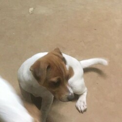 Adopt a dog:Pure bred Jack Russell pups///Younger Than Six Months,Ready to go NOW!!Pure Bred Jack Russell Pups for sale.They are very good with children super playful.We have 2 males available 11 weeks old. They are $2000They all come fully wormed, vacc, vet checked and m/chipped.Please call or text ******5011 REVEAL_DETAILS BIN 000804660RPBA 1024Located in Eltham NSW