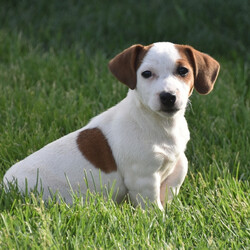 Corey/Jack Russell Terrier/Male/,How can you say no to this baby face? Corey is just as silly as they come. He is always trying to catch your eye with his puppy tricks. He will surely be the talk of your town, and he is just waiting for that perfect family to call his own. Corey will come home to you up to date on his puppy vaccinations and vet checks. Don't let this baby boy pass you by. He will be that perfect, fun-loving addition that you have been looking for.