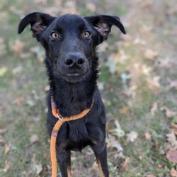 Adopt a dog:Albie/Beauceron/Male/Young,Albie has enjoyed kids and dogs in his foster home. His ideal family would be active with a fenced in yard. He is diabetic and well-managed with insulin.
