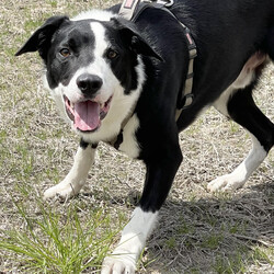 Adopt a dog:Oreo/Border Collie/Male/Young,AGE: 1 year 6 Months

BREED:  Border Collie 

WEIGHT: 55 lb 

MY STORY: Do you like adventure and want a partner to share your activities?  Meet Oreo, our year and a half year old Border Collie who has enough energy to follow you on all of your walks, runs or travels!! This beautiful purebred dog will play fetch (and drop the ball at your feet) until your rotator cuff begins to tear!! Oreo will 'High Five' you for a treat and he knows other tricks and commands. Oreo is ready to learn more, but he needs a teacher and human companion to do that! Oreo craves attention (your full attention) and he is completely dedicated to pleasing his human! Oreo is tender hearted and needs patience as he learns what you want from him. Timid at first, he quickly warms up to you once he understands and trusts you. He is loyal and loves cuddling up. Did we mention how SMART Oreo is??? Oreo needs to be the only dog in the household, and an understanding of this breed is required for a successful match with his new family. Oreo needs to be in a home (no apartment/condo) with a fenced in yard. If you are interested in meeting Oreo, call Lexi at the shelter to arrange a meet/greet. And you may apply to adopt Oreo by going to www.raccoonriverpetrescue.com  Oreo is altered, microchipped and vaccinated. (NOT suitable for an apartment) (Fenced in yard REQUIRED) He is currently accepting adoption applications. 

MORE DETAILS:

This dog must live indoors.

All dogs and puppies at Raccoon River Pet Rescue (RRPR) have been spayed/neutered, have age appropriate vaccinations, microchipped, and treated for parasites.

If you are interested in adopting, please complete an online adoption application at www.RaccoonRiverPetRescue.com and select menu option 'Adoption'. Serious applications only please. Applications will be considered in the order we receive them.

Once an application has been submitted, a member of the RRPR team will contact you usually within 24 hours. Please be patient and thank you for your interest in adopting with us!

Questions? Email us at RRPRmanager@gmail.com or call (515) 465-1800.