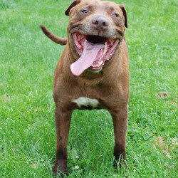 Adopt a dog:Zeus/Pit Bull Terrier/Male/Adult,For more information call Don @ 515.293.2026