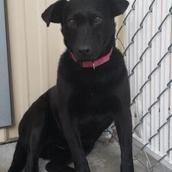 Adopt a dog:Eloise/Hound/Female/Adult,Eloise was a feral dog that was trapped as one of the 16 