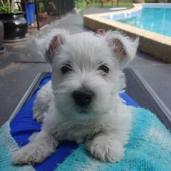 Beautiful Purebred Puppies/West Highland White Terrier/3 males, 2 females/Birth: Thursday, June 18, 2015,We have 5 beautiful purebred wesities, which are West Highland Terriers. Born: 18.06.2015. 3 Males and 2 Females. The pictures are from the last litter. The puppies are able to go home early August.

Please contact via email or phone.
Mobile: 0424488671