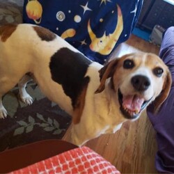 Adopt a dog:Jess/Foxhound/Female/Senior,Jess is a gorgeous coonhound and she's super sweet. Her foster mama reports 