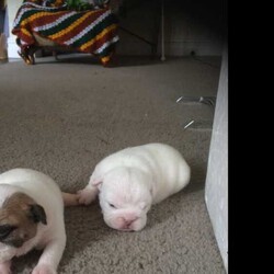 Adopt a dog:British Bulldog puppy (4) (purebred full papers)/British Bulldog//Birth: Friday, January 22, 2016,BRICKESQUE

Contact : Russell/Christie

Location : Melbourne/Richmond VIC

Phone : 0413294577

Email: rustybarnacle@hotmail.com

We currently have for sale 4 healthy British Bulldog puppies, currently 2 weeks old (born on 22/1/16)

All puppies will be vaccinated, wormed, microchipped, vet checked before going to there new forever homes.

Pups are due for their new homes on the 18th March.

Price is $4,500 Firm, All listed on Mains Register (blue papers with no restrictions).

All puppies are predominantly white like their Sire and Dam

Taking deposits now. I can send numerous photos and videos of your pup prior to purchase. Deposits fully refundable should pup be withdrawn from sale due to unforeseen circumstances etc.

Dogs TAS Member: 7005549332

Sire: Ampower Sun of Star

Dam: Canemans Vienna

MALE 1: SOLD

MALE 2: Available

FEMALE 1: SOLD

FEMALE 2: Available

FEMALE 3: Available

FEMALE 4: Available

Please text me first with your location and whether you would like boy or girl and I will ring you back. More than happy to send numerous videos and photos of your desired pup.  Happy to take enquiries.
