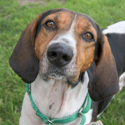Adopt a dog:Frank/American Foxhound/Male/Adult,- Equal parts playful and cuddly, but can also be independent at times 

- Loves to sniff everything and follow his nose 

- Does not like to share his food or special treats with other dogs (needs to be the only dog in his home right now) 

- Previous family said he has done well at dog parks and loves to play with the other dogs 

- Not a fan of crowds and loud noises, especially thunder 

- Has liked being petted by children he has met, but he hasn't had a lot of experience with kids and may be happiest in a more mature home

- Harness recommended for walks 

The ARL's shelter software requires that we choose a primary breed for our dogs. Visual breed identification in dogs is unreliable, so for most dogs we are only guessing at primary breed. We get to know each dog as an individual and do our best to describe each of our dogs based on personality, not breed label.
 Primary Color: Tri Color Secondary Color: White Weight: 43.5lbs Age: 5yrs 9mths 4wks Animal has been Neutered