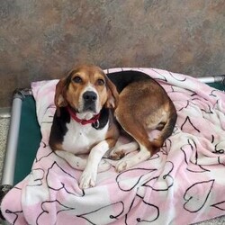 Shelby/Hound/Female/Adult Adopt a dog:Shelby/Hound/Female/Adult,