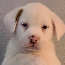 Randy/Mixed Breed/Male/Baby Adopt a dog:Randy/Mixed Breed/Male/Baby,