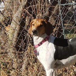 Adopt a dog:Aggie/Treeing Walker Coonhound/Female/Adult,Aggie is a 2 yo female Walker Coonhound weighing approx. 50 lbs. REQUIRES ANOTHER COMPATIBLE DOG LIVING IN THE HOME DUE TO ANXIETY WHEN SHE IS THE ONLY DOG. Shared wall living will not be suitable for her as she does like to vocalize her displeasure when her human is away.

Aggies happy place is anywhere she can run, play with other dogs and sniff out critters. She loves the dog park! She loves being chased by the other dogs and is definitely the fastest one there. She is super dog friendly and loves everyone. She also loves checking each tree thoroughly for any critters and will alert you when she finds one. Aggie is a beautiful representation of a Treeing Walker Coonhound. Aggie is very smart, brave, friendly, loving and a sensible hunter. Don't let the name fool you though Walkers are RUNNERS and are capable of covering a lot of ground in a hurry, So this girl will need some space to run. After all that exercise she is ready for lots of attention and lots of snuggles. This girl also loves her toys. Puzzle toys are her favorite for showing off what a smarty pants she is. She loves to cuddle and anything food related. She gets along great with cats even though she is prey motivated. She is not very vocal indoors but outside can be vocal if critters are visible. If you are a hound lover look no further Aggie is the perfect dog for you!

If you are interested in meeting Aggie, please complete an online application at https://hopeanimalrescueofiowa.duplie.com/forms/196/dog-application Adoption fee is $250 which includes spay/neuter, microchip, and age appropriate vaccines. 6/17/21 11:19 PM