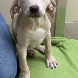 Adopt a dog:Helio/Mountain Cur/Male/Baby,Helio
Helio is a male Mountain Cur/Hound/Terrier mix.
DOB: February 19th, 2020.
Adoption fee: $225.00

At first, I am happy go lucky, but when I slow down and observe my new surroundings, I can become a little shy. I am used to being with my litter mates and have not discovered my own personality yet.
I do love to cuddle, and to play with toys but need to have my world expanded slowly. I would do best in a less active home. I will need daily exercise, but if my home is too chaotic it may take me longer to adjust and feel comfortable.
I should do well with another dog, and I should be trainable with a dog friendly cat.
A fenced-in yard is recommended, pending previous experience, location and other plans for containment.